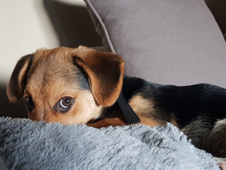 A cute puppy with expressive eyes lying on a soft gray pillow indoors.