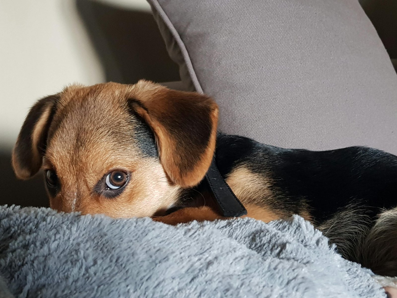 A cute puppy with expressive eyes lying on a soft gray pillow indoors.