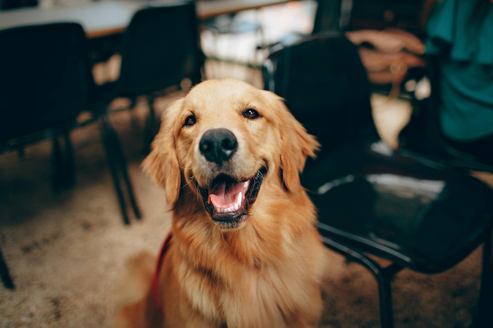 Sang dans les selles du chien : causes, signes d'alerte et conseils 1 Charming golden retriever dog smiling indoors, showcasing its playful and friendly nature.