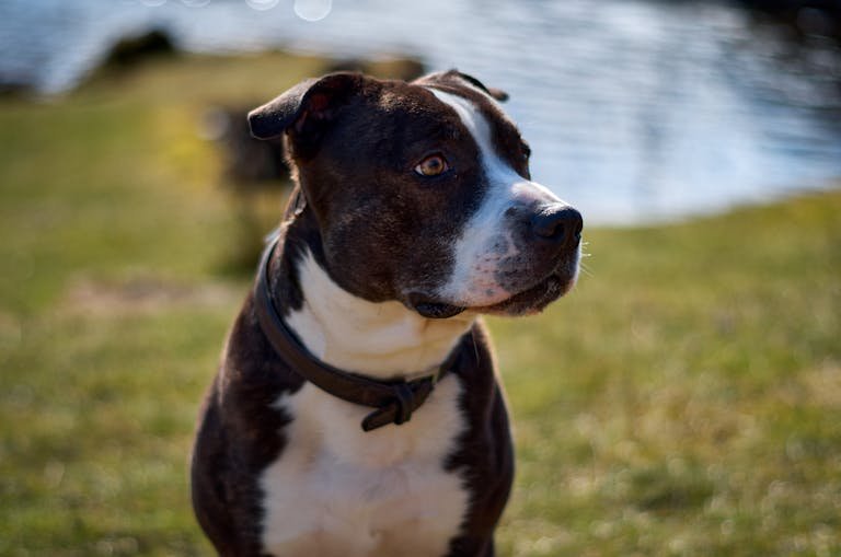 american staffordshire terrier
