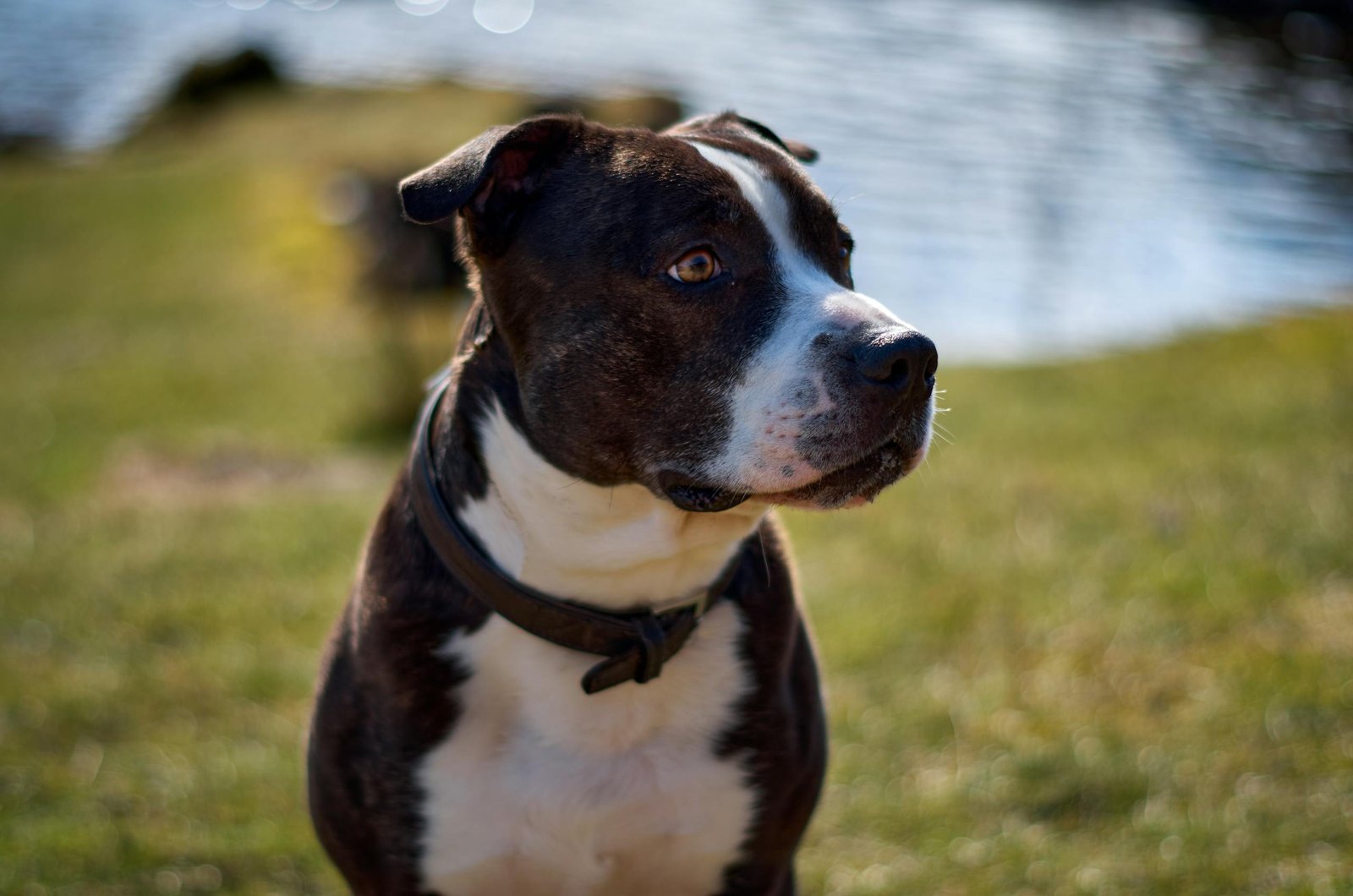 american staffordshire terrier