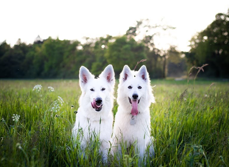 Berger blanc suisse
