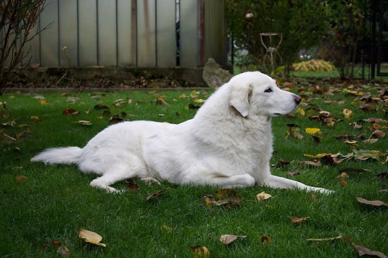 Berger des Pyrénées