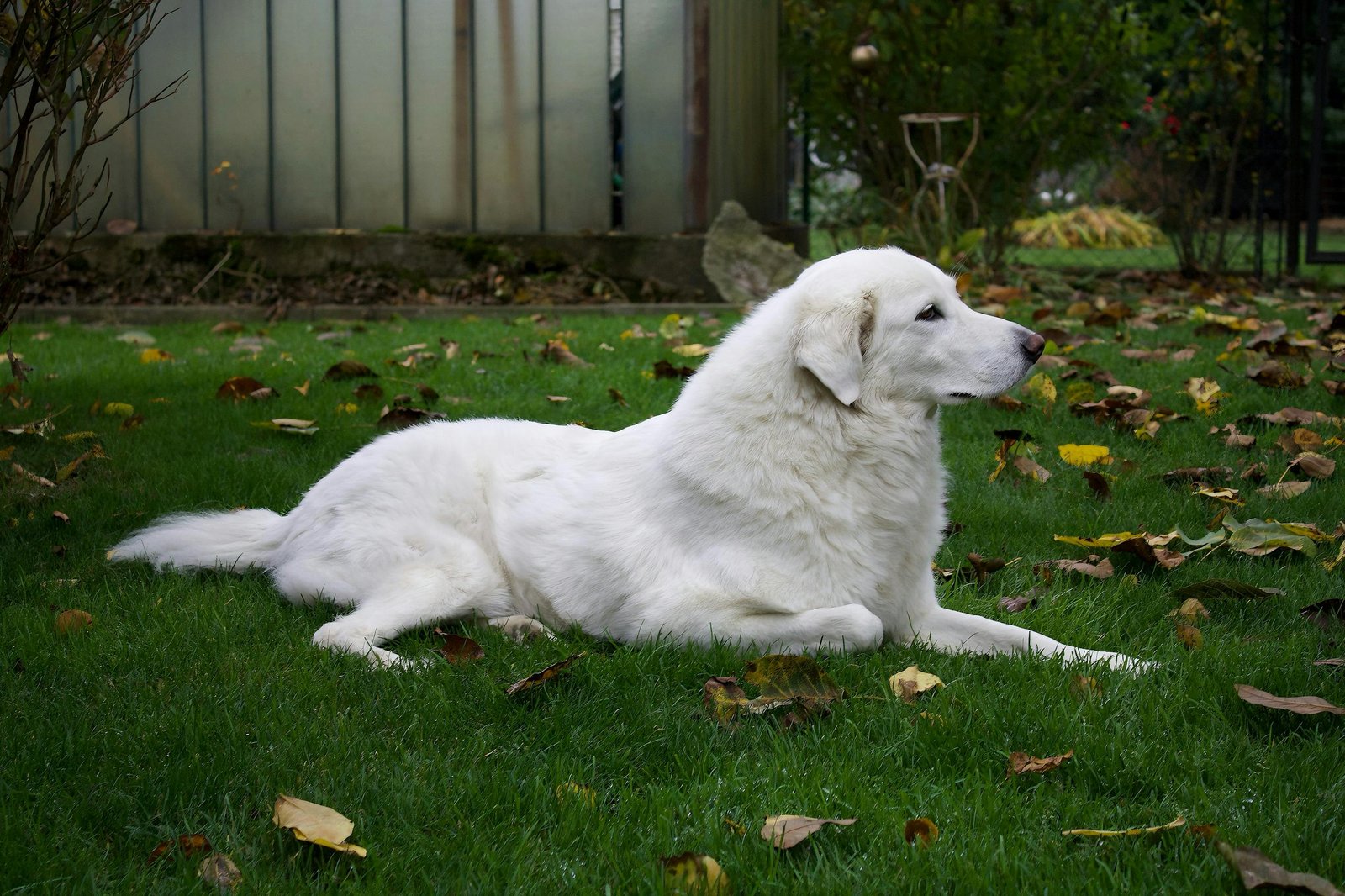 Berger des Pyrénées