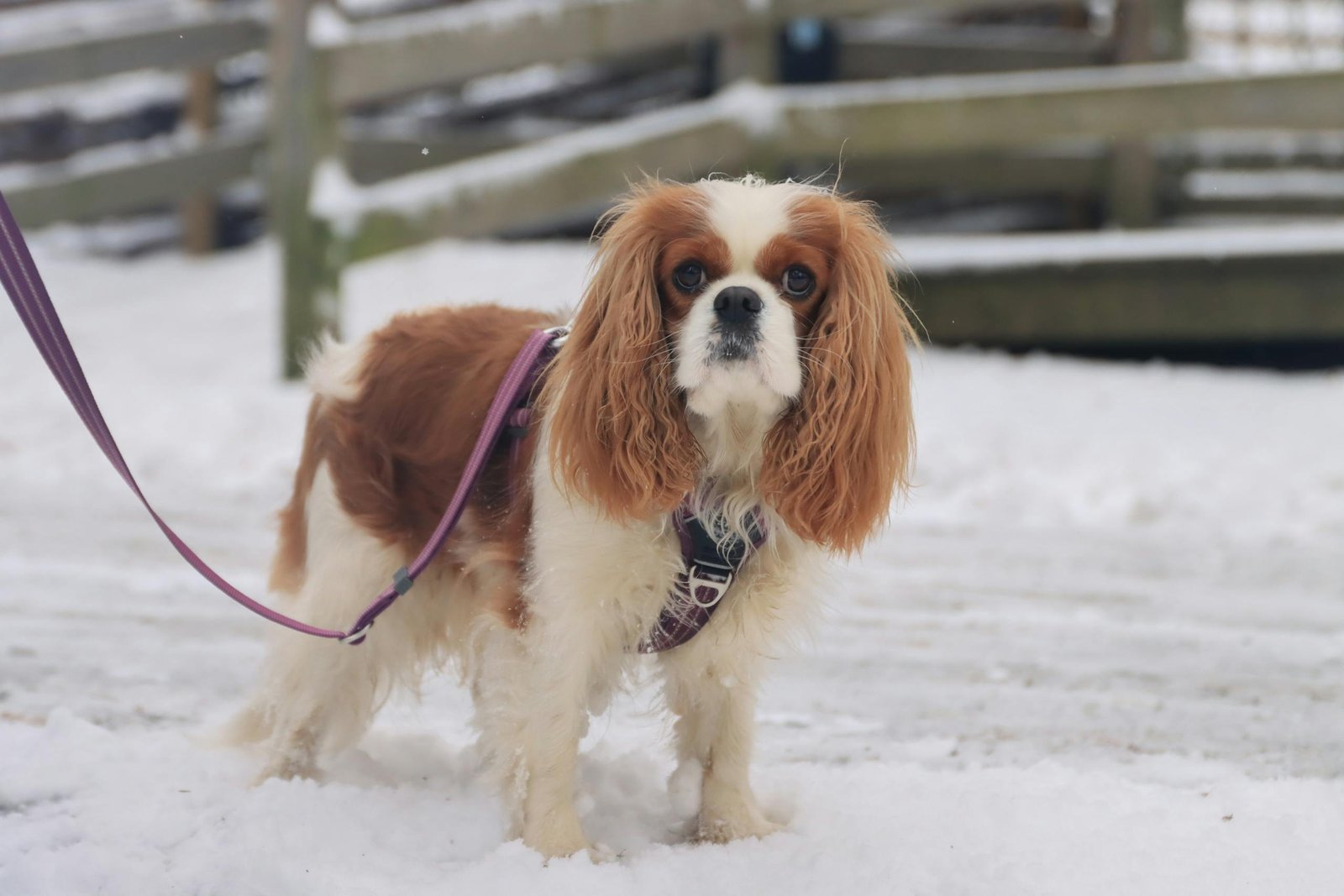 cavalier king charles