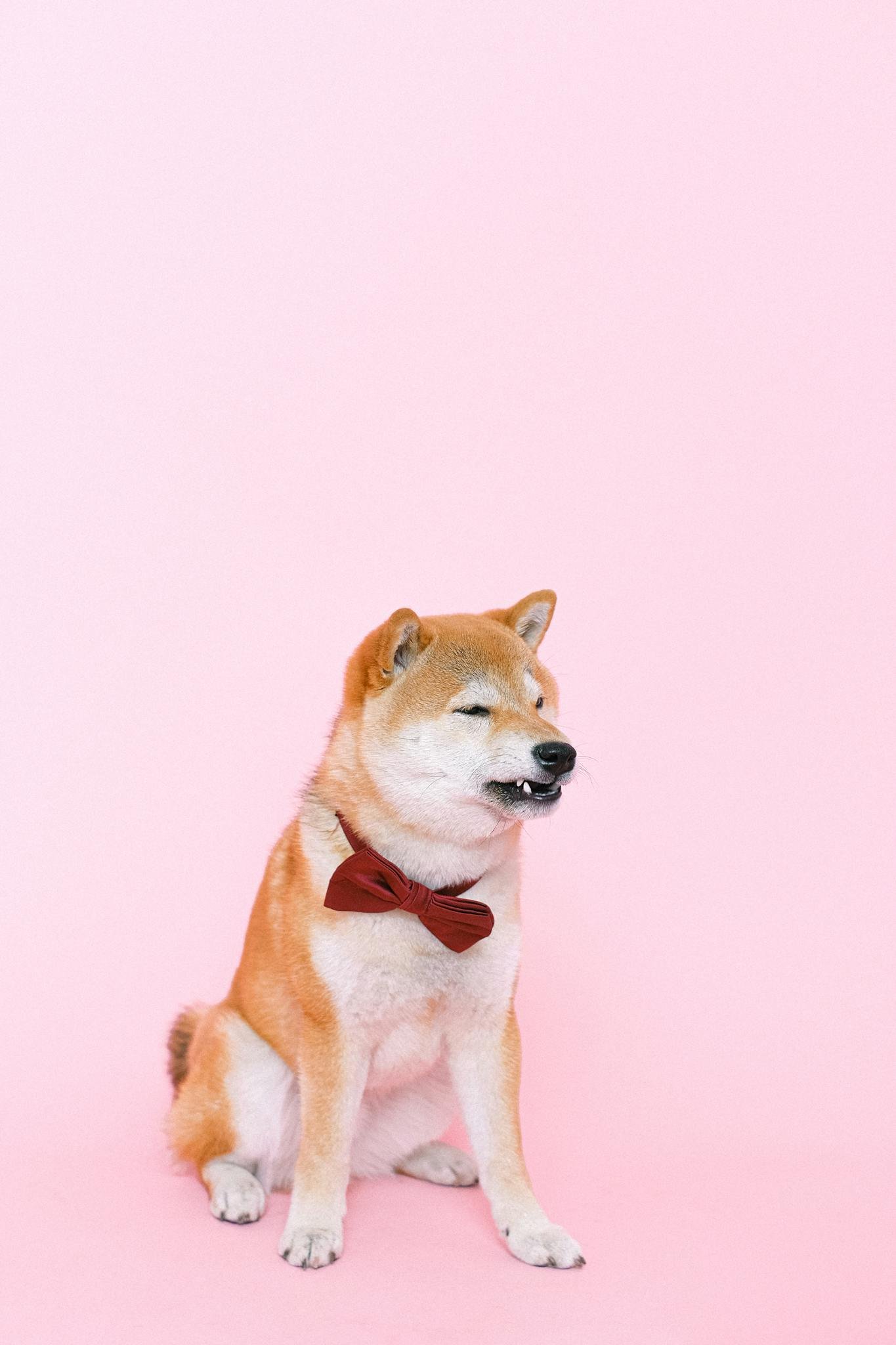Charming Shiba Inu dog wearing a red bowtie against a soft pink backdrop, exuding humor and cuteness.