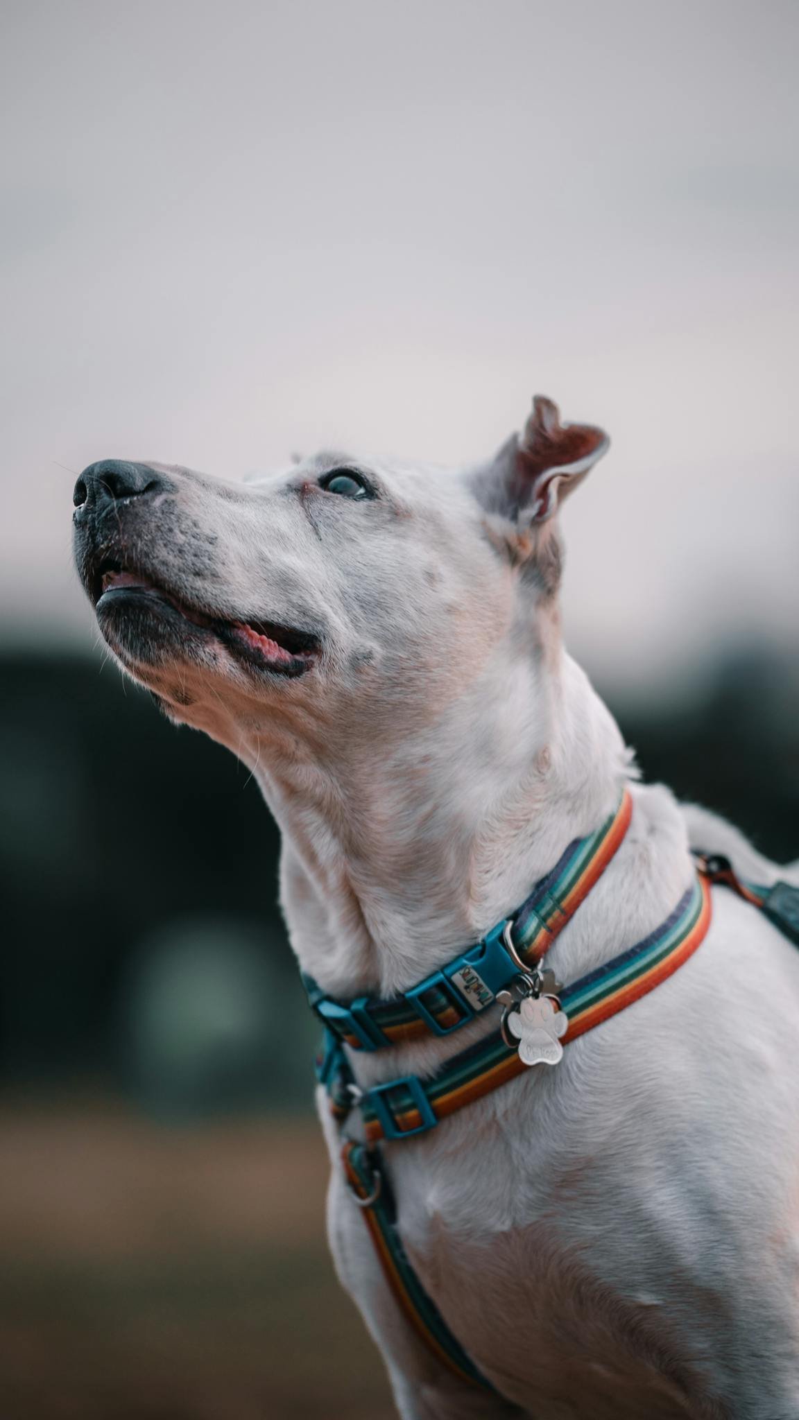 Close-up of a Pitbull dog looking skyward wearing a colorful collar, set outdoors against a blurred background.