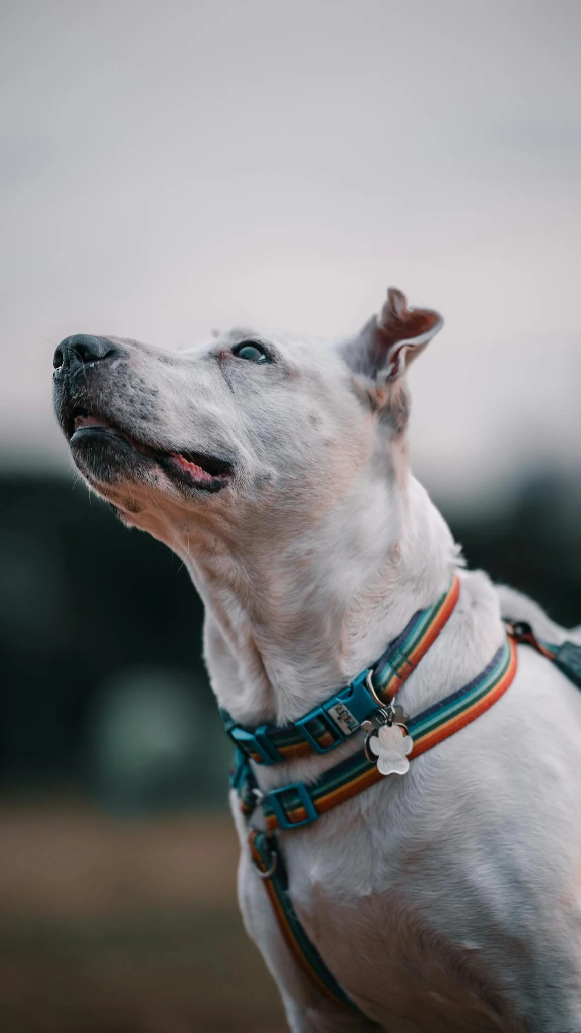Close-up of a Pitbull dog looking skyward wearing a colorful collar, set outdoors against a blurred background.