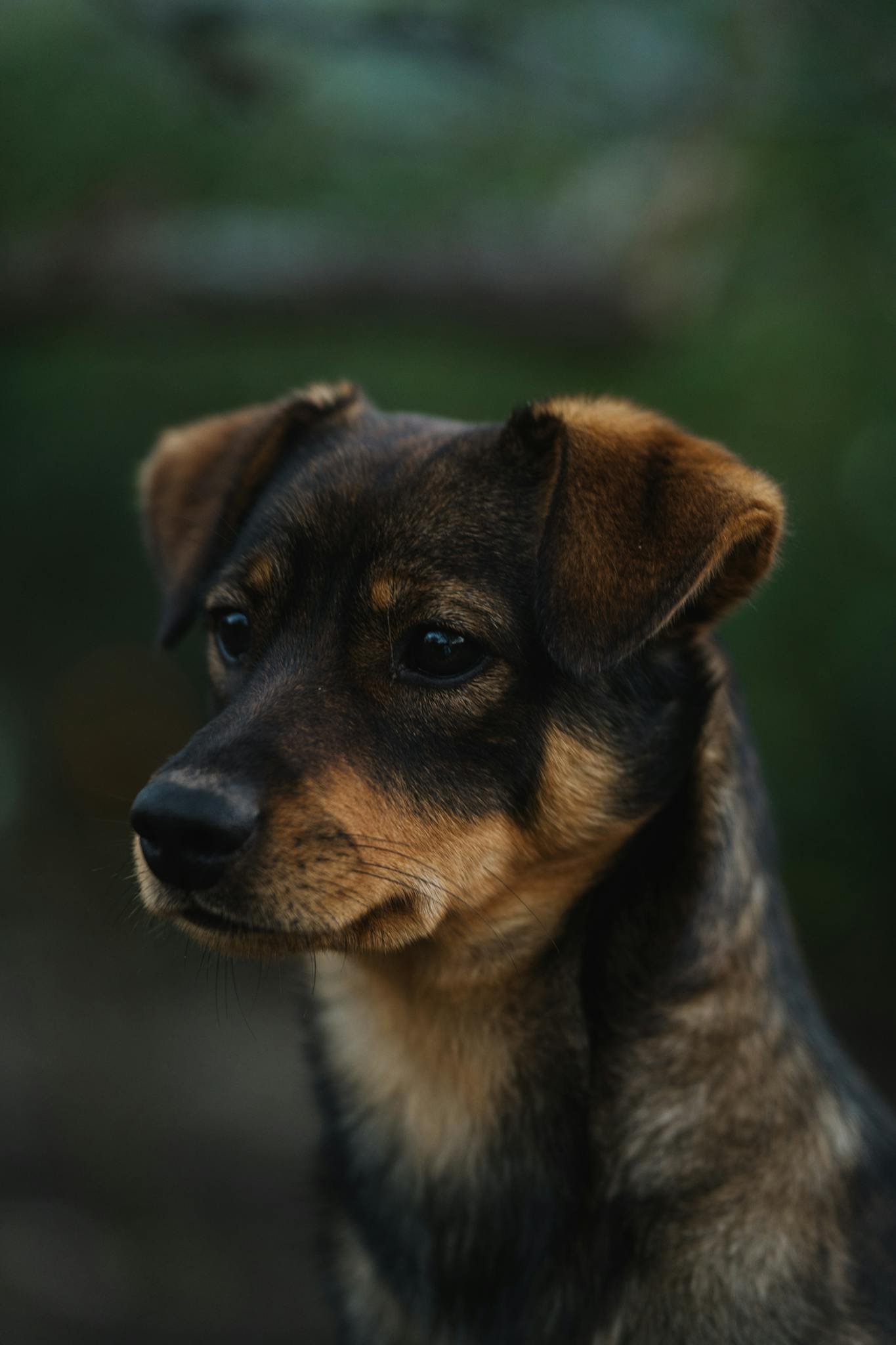 Close-up portrait of a brown dog with a thoughtful expression against a blurred green background.