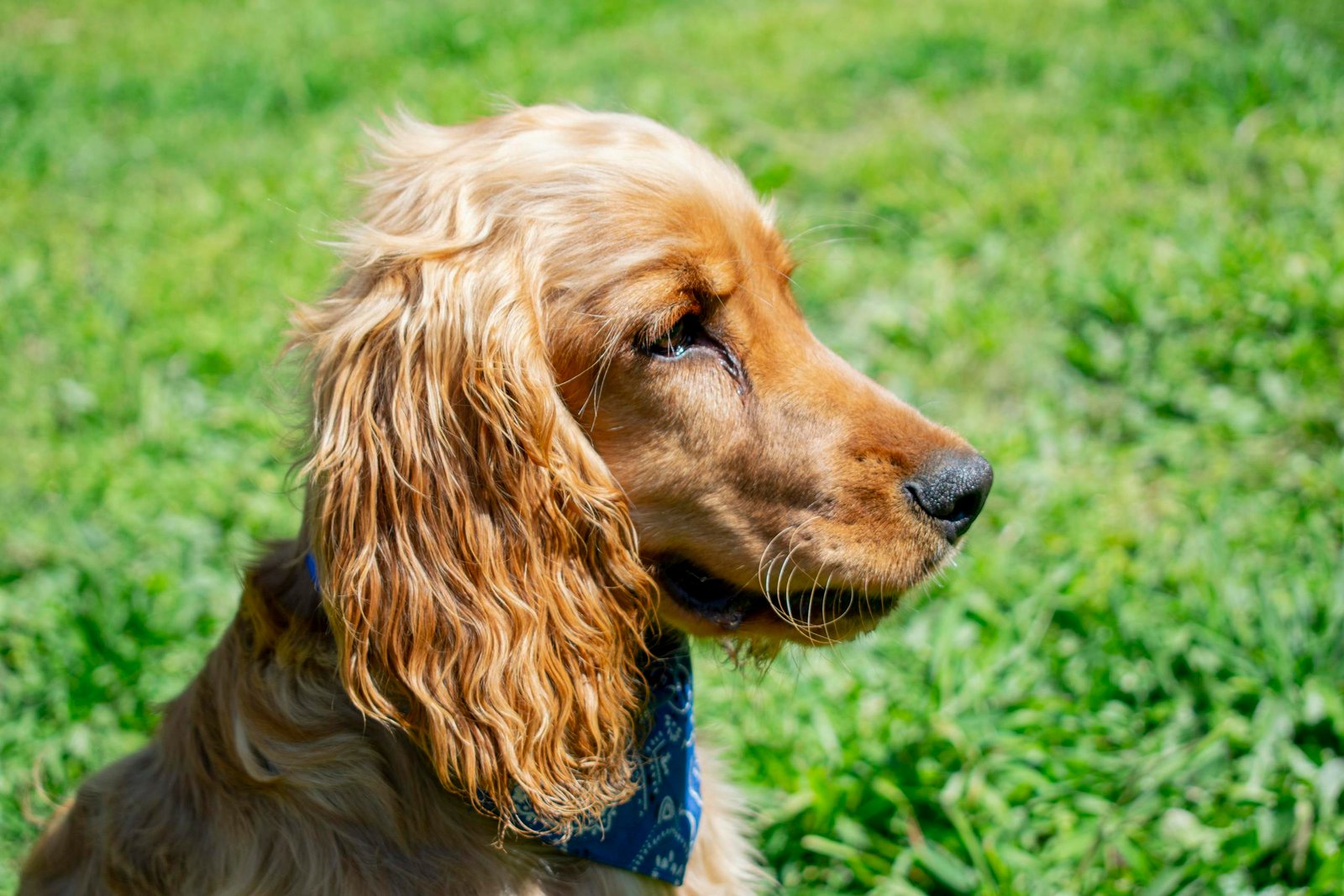 Tout savoir sur le cocker spaniel anglais : caractère, santé et conseils 2025 1 cocker spaniel anglais