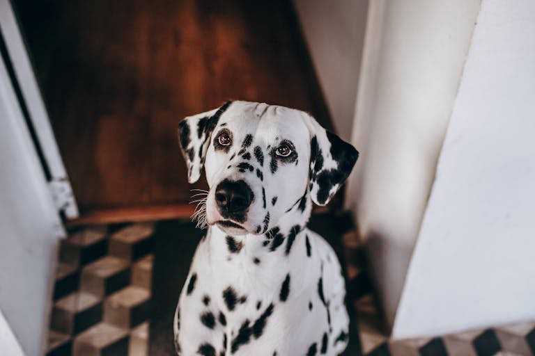 Dalmatien