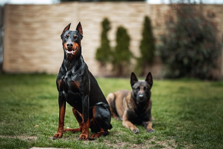 dobermann