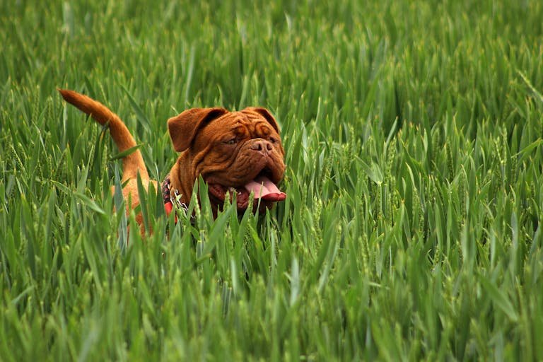 Tout savoir sur le dogue de Bordeaux : origine, caractère et conseils d’élevage 2 dogue de Bordeaux
