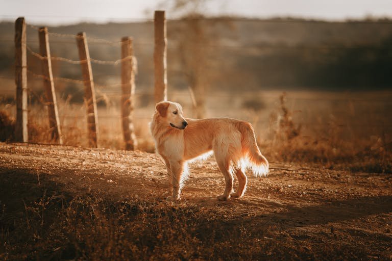 Golden retriever : le guide complet pour connaître et choisir ce chien en 2025 9 Golden retriever