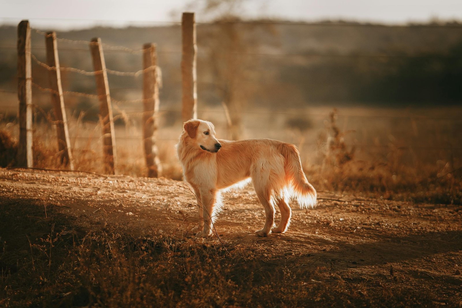 Golden retriever