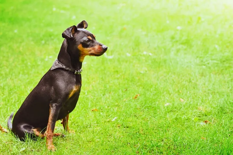 pinscher