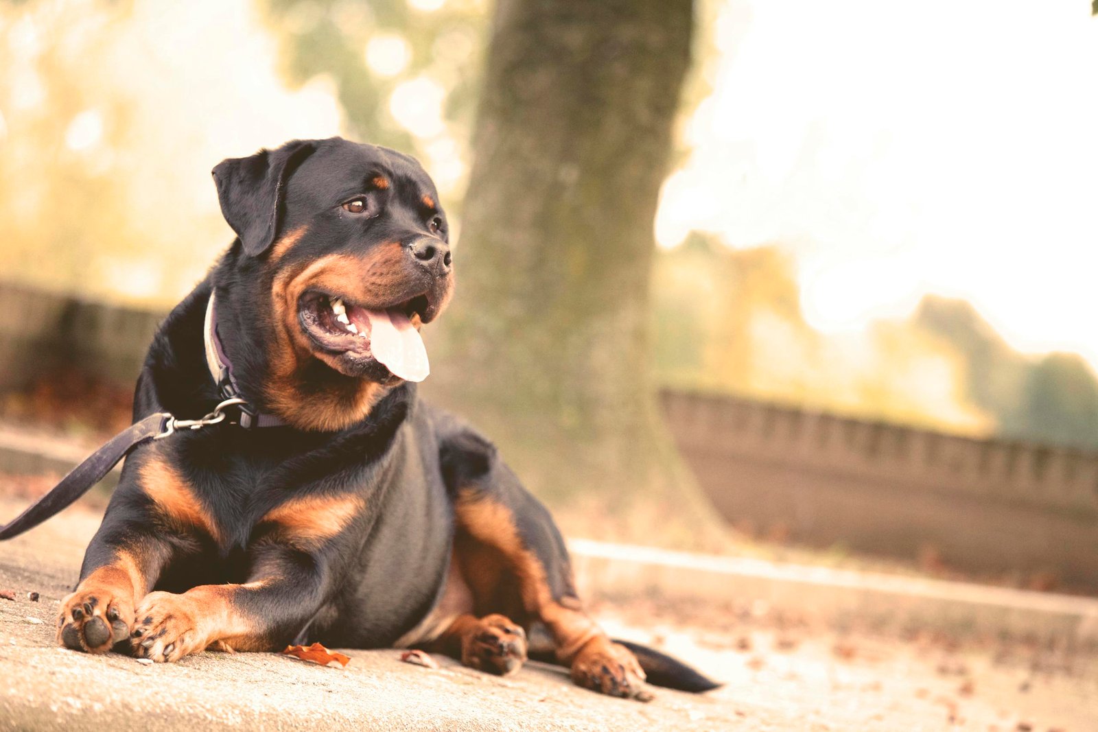 Tout savoir sur le rottweiler : caractéristiques, éducation et conseils pour 2025 1 rottweiler