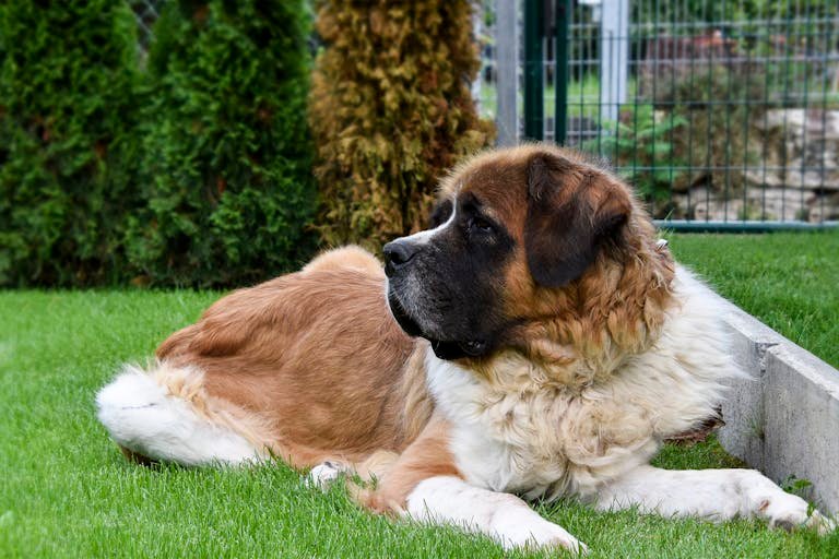 saint-bernard