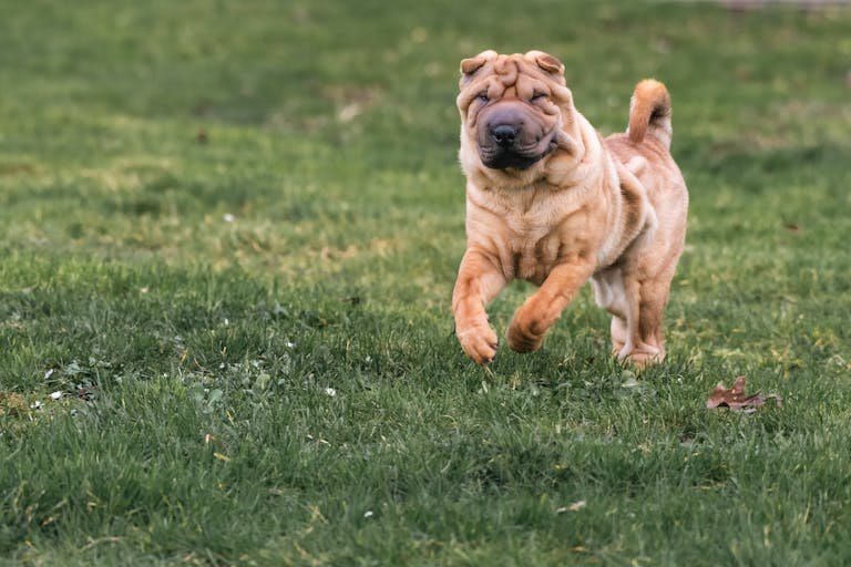 shar-pei