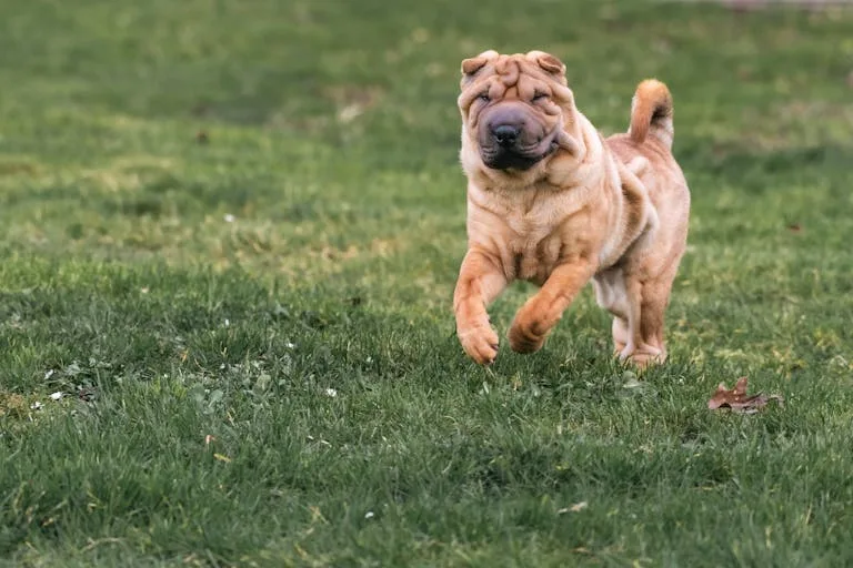 shar-pei