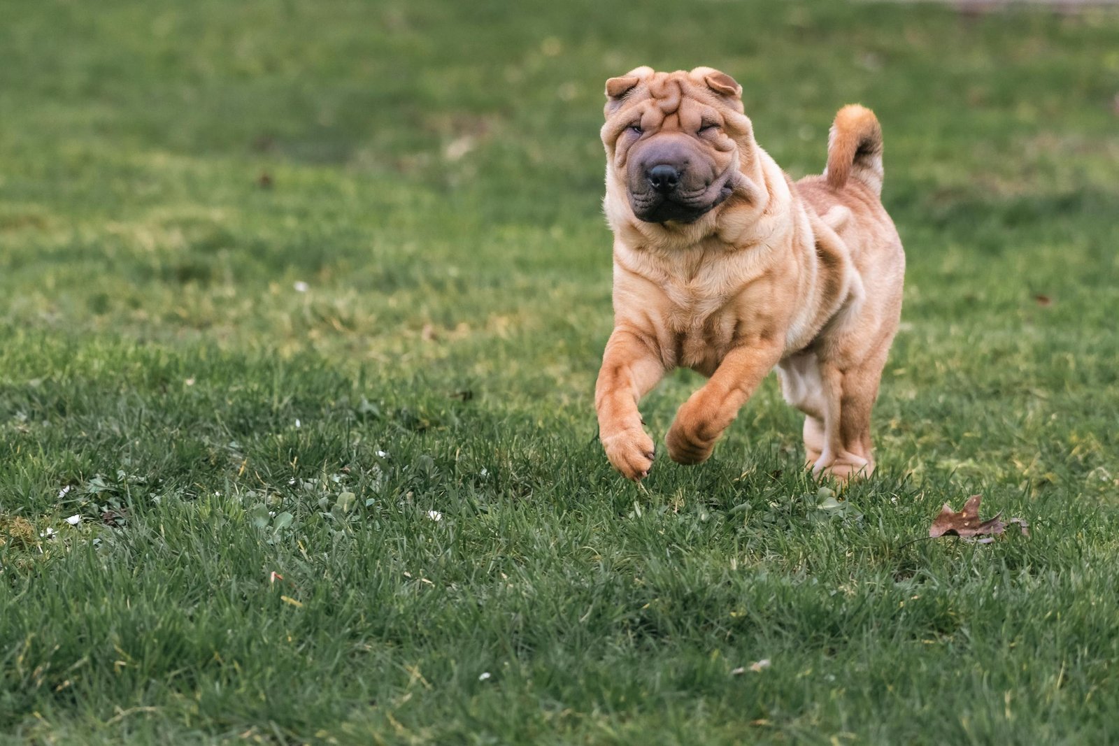 shar-pei