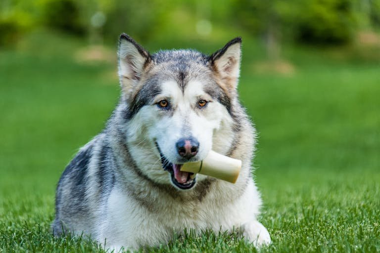 Malamute