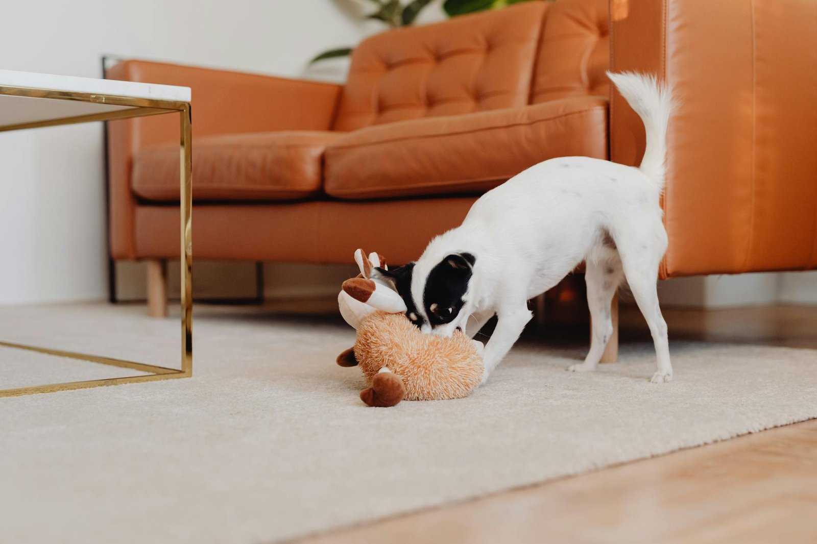 Accueil 7 Small dog playing with a plush toy in a modern living room with a leather sofa.